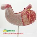 STOMACH02(12535) Human Digestive System Model Medical Science Stomach Anatomy